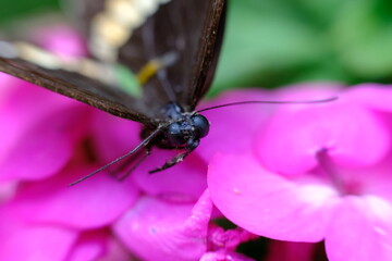 butterfly on flower
