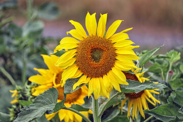 Obraz premium Sunflowers in a UK field