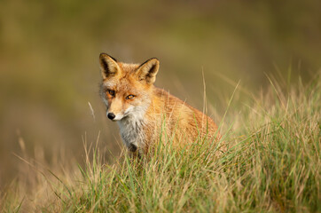 Obraz na płótnie Canvas Close up of a red fox sitting in green grass