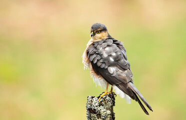 Eurasian Sparrowhawk perched on a post