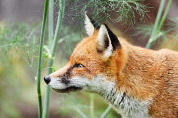 Portrait of a red fox standing in the garden