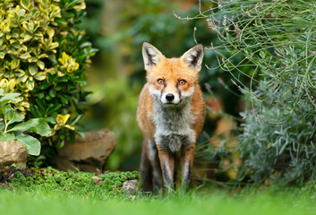 Naklejka na ściany i meble Close up of a red fox in a meadow