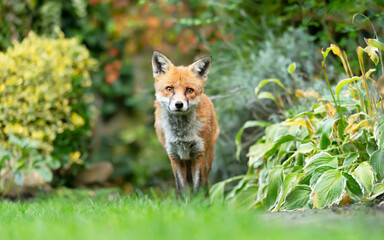 Close up of a red fox standing in a garden