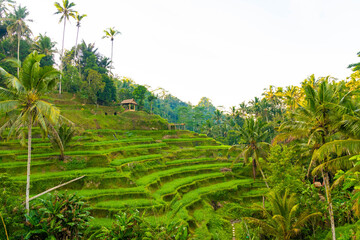 Fototapeta na wymiar Tegalalang Rice Terrace in Bali.