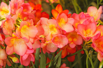 Freesias.