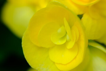 yellow tulip flower macro