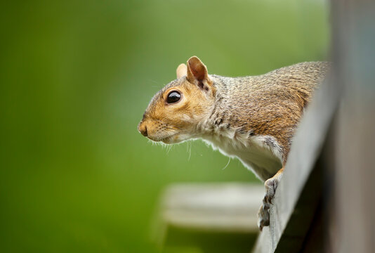 Grey squirrel sitting on a wooden fence