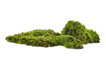 Green moss with grass isolated on white background