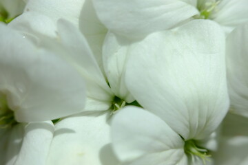 Fototapeta na wymiar white flowers in a garden