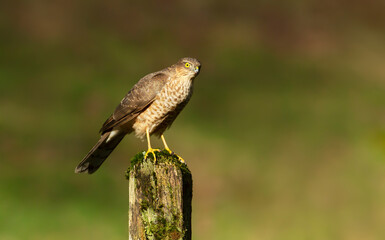 Eurasian Sparrowhawk perched on a mossy post
