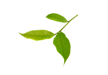 green tea leaf isolated on white