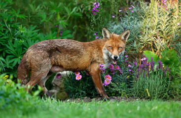 Red fox standing among flowers