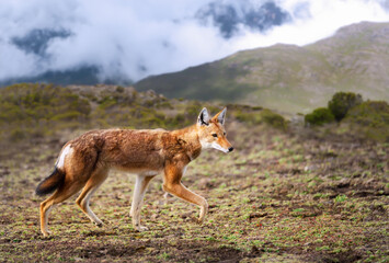 Naklejka premium Rare and endangered Ethiopian wolf walking in the highlands of Bale mountains