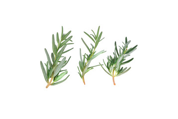 Fototapeta premium Twig of rosemary, isolated on white background.