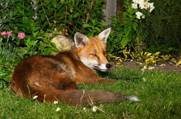 Red fox lying on grass in a garden