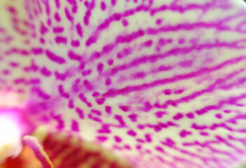 beautiful blue flower wallpaper background, macro flower and defocused