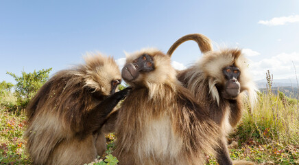 Group of Gelada monkeys grooming in Simien mountains
