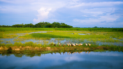 A Beautiful Image of the natural village fields landscape of Bengal. Row upon row of duck shades in blue water.