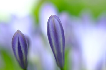 spring crocus flowers