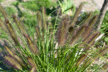 Spikelets are green and fluffy
