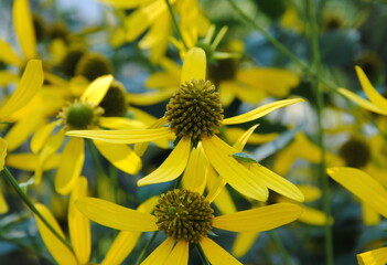 Close up of the yellow flowers of cutleaf coneflower (Rudbeckia laciniata), native to North America