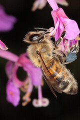 Honigbiene (Apis mellifera) beim Bluetenbesuch eines Waldweisenroeschen (forest fireweed) Thueringen, Deutschland, Europa