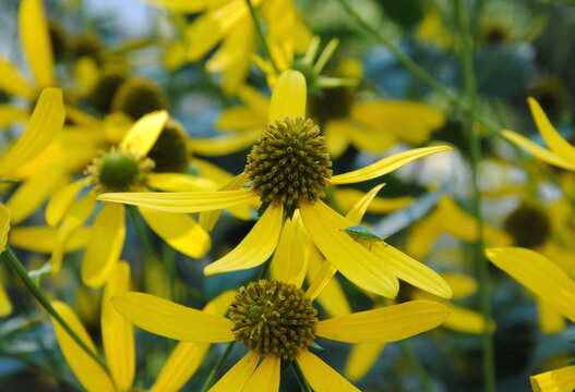 Close up of the yellow flowers of cutleaf coneflower (Rudbeckia laciniata), native to North America - Powered by Adobe