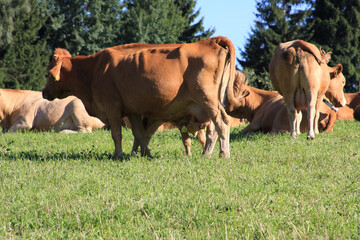 Deutsches Braunvieh auf einer Gebirgswiese in Thueringen, Kleinschmalkalden, Thueringen, Deutschland, Europa