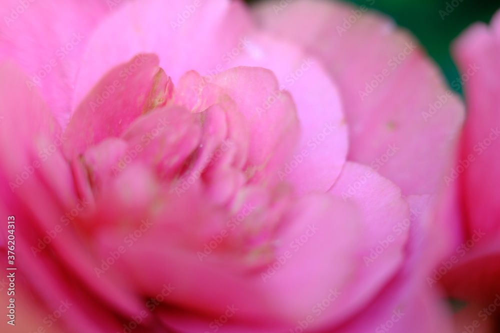 Canvas Prints blurry close up pink flower wallpaper background macro flower