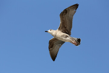 Seagull in low level flight against the blue sky