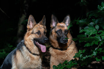 Portrait of two beautiful German Shepherd dogs, sitting together in the forest, close-up, sunlight on dog heads, the tongue sticking out of their mouth. Trees in the background