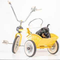 Square puppy portrait Jack Russell Terrier in the back of a yellow tricycle on a white background