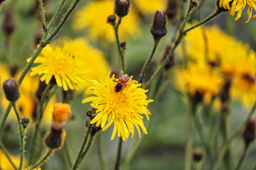 Yellow daisies in a UK field