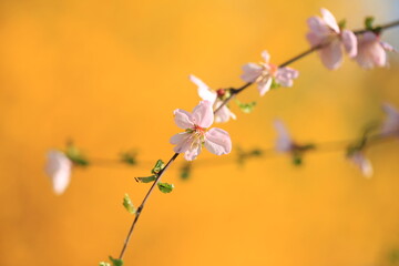 the plum trees bloom, Peach blossoms in bloom