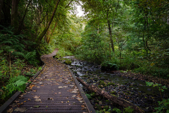 Fairy Glen Falls Trail among the trees in the forest, Rosemarkie, Scotland