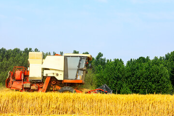 Fototapeta premium combine harvester working on a wheat field