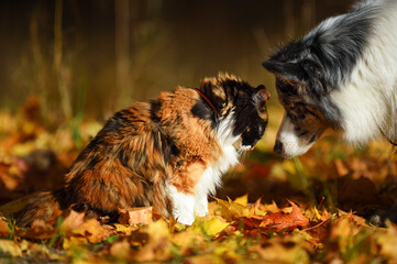 dog and cat. Huge love © Viktor