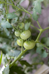 Fototapeta premium Ripe organic green tomatoes on a branch ready to harvest in the garden