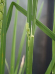 Fototapeta premium 開花直前の稲穂ー開花の日の朝の稲穂