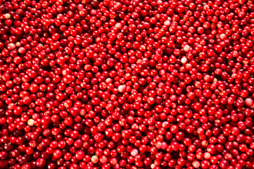 Texture of ripe red berries lingonberry