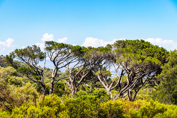 Huge South African trees in Kirstenbosch Botanical Garden, Cape Town.