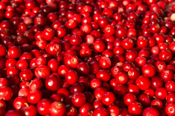 Texture of ripe red berries lingonberry