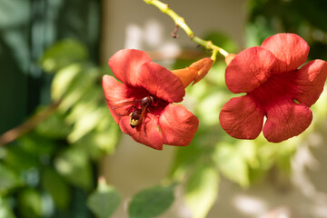 Red hornet wasp on green leaf macro