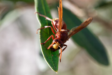 Red hornet wasp on green leaf macro