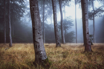 dark moody forest