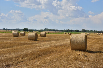 Bales of straw after harvest in stubble under a blue sky and white clouds.