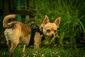 Hund