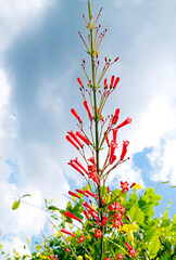 Buautiful pendant heliconia flower. Close up. Blur background.