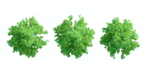 Obraz premium Top view of 3D trees isolated on white background