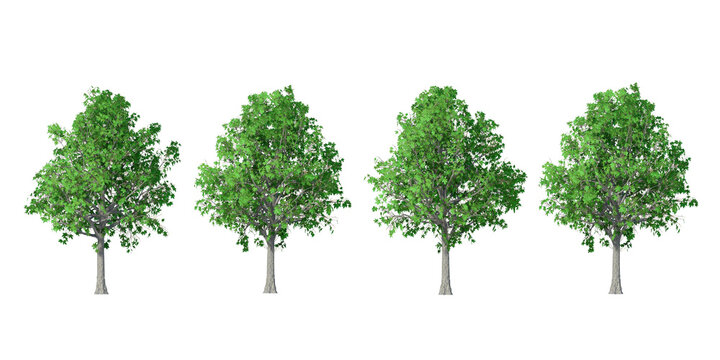 collection of 3D Sweetgum Trees Isolated on white background 